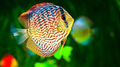 Bu balıklar yenmez!