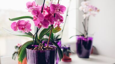 Orkide bakımı hakkında bilmedikleriniz