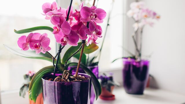 Orkide bakımı hakkında bilmedikleriniz