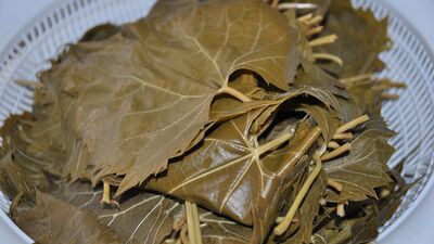 Yazdan kışa hazırlık: Asma yaprağı