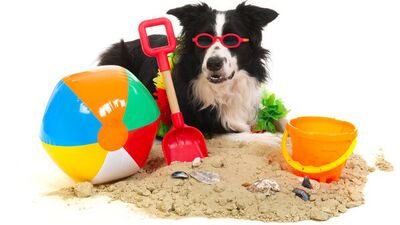 Evcil hayvan dostu oteller