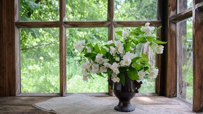 Bu çiçekler evinize şans getirecek