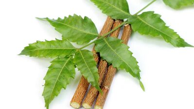 Binlerce yıldır güzellik vaat eden neem ağacı