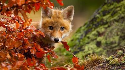 Sonbaharın gelmesine sevinen hayvanlar