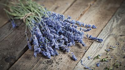 Kendisi güzel etkisi güzel: Lavanta