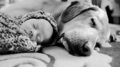 Bebekler ile köpeklerin mükemmel dostluğu