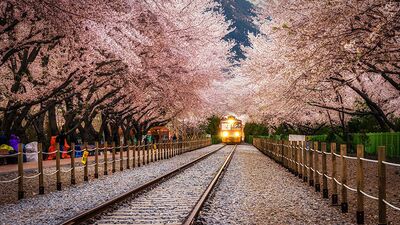 Dünyanın en güzel 20 ağaç tüneli