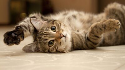 Tüm kedi sahiplerinin ortak görüşü olan 12 gerçek