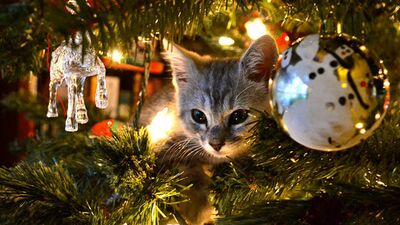 Yılbaşı hakkında 5 harika şey