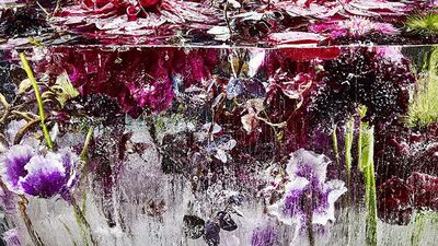 Suda dondurulmuş çiçekler