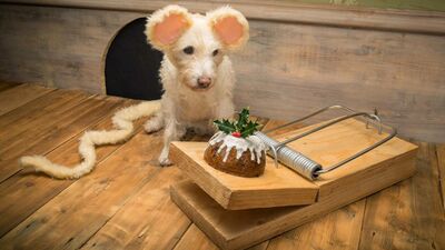 Yılbaşı kartlarının maskotu sevimli köpekler