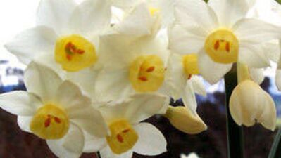 Feng Shui'ye göre çiçeklerin anlamları