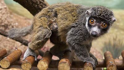Anne hayvanlar ve bebekleri