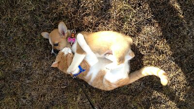 Kedi ile köpeğin kıskandıran dostluğu...