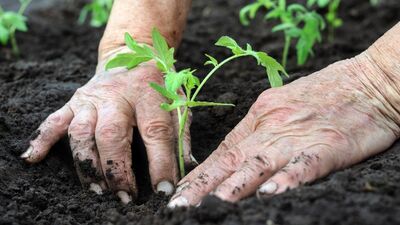 Yiyecek artıklarından sebze yetiştirmenin yolları