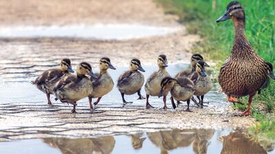 Anne babalık tutumunuz çocuğunuzu şekillendiriyor