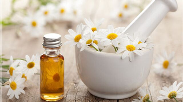 Migren ağrıları için papatya