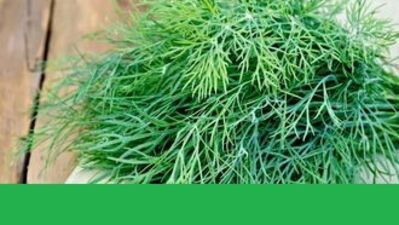 Dereotu ile adet sancısına son!