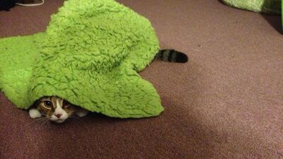 Gizlendiğini sanan sevimli hayvanlar