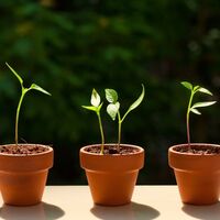 Evdeki sebzeler bozulduğunda atmayın, çoğaltın!