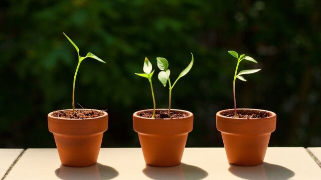 Evdeki sebzeler bozulduğunda atmayın, çoğaltın!