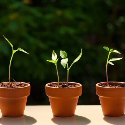 Evdeki sebzeler bozulduğunda atmayın, çoğaltın!