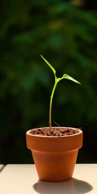 Evdeki sebzeler bozulduğunda atmayın, çoğaltın!