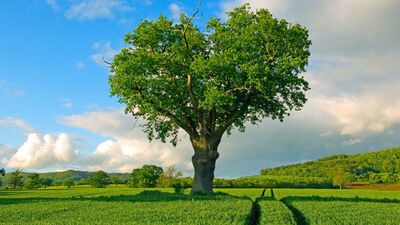 Bu ağaçlar aşık...