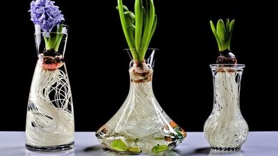 Topraksız lale yetiştirmek