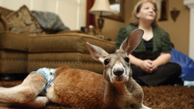 Evde beslenen ilginç hayvanlar