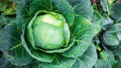 Karalahananın az bilinen 10 özelliği