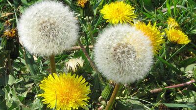 Kemoterapiden 100 kat daha etkili karahindiba