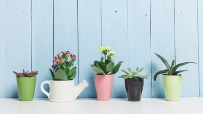 Evinizin havasını temizleyen 9 bitki