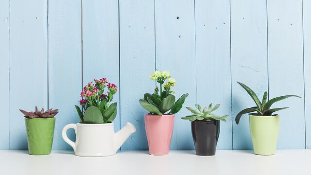 Evinizin havasını temizleyen 9 bitki