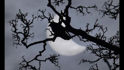 Güneş tutulmasının ilk görüntüleri