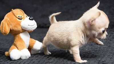 Dünyanın en küçük Chihuahua'sı