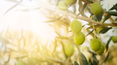 Zeytinlerin altında