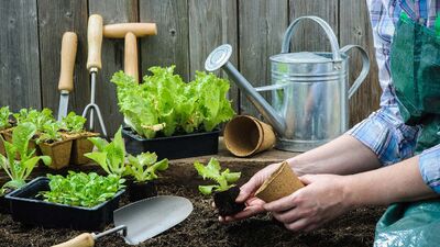 Evde ne yetiştirsek?