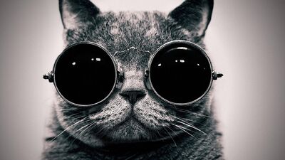 Bu güneş gözlükleri son modeldir