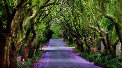 Kesmeye kıyamayacağınız ağaçlar!