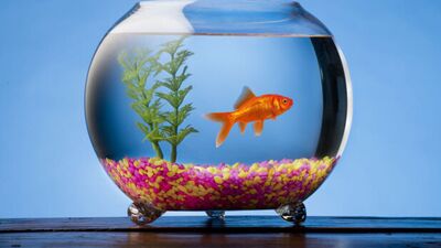 Nisan ayında hangi balık yenir?