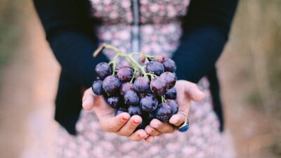 Üzüm çekirdeği yağının faydaları