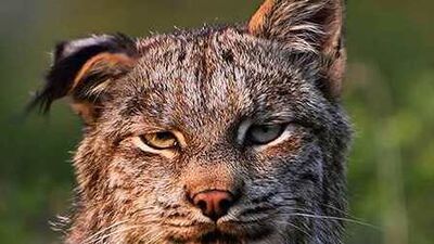 Akşamdan kalmalığa doğal çözümler