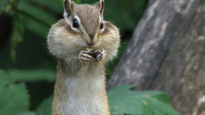 Çekirdek çitlememiz için 5 önemli neden!
