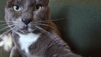 Selfie meraklısı kediler