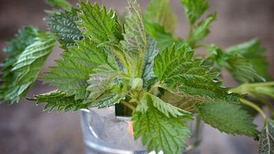 Bugünlerde hazımsız olabilirsiniz!