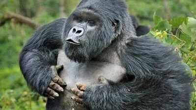 İnsan gibi yürüyor!