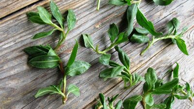 Madımak otu hangi derde deva?