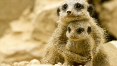 Bugün anaçlığımız üstümüzde