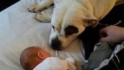 Bebek görmüş evcil hayvan!